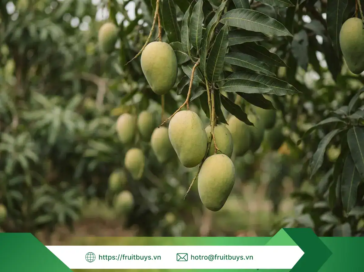 Xoài Sấy Dẻo Không Đường (Sấy Mộc) xoài sấy dẻo không Đường (sấy mộc)