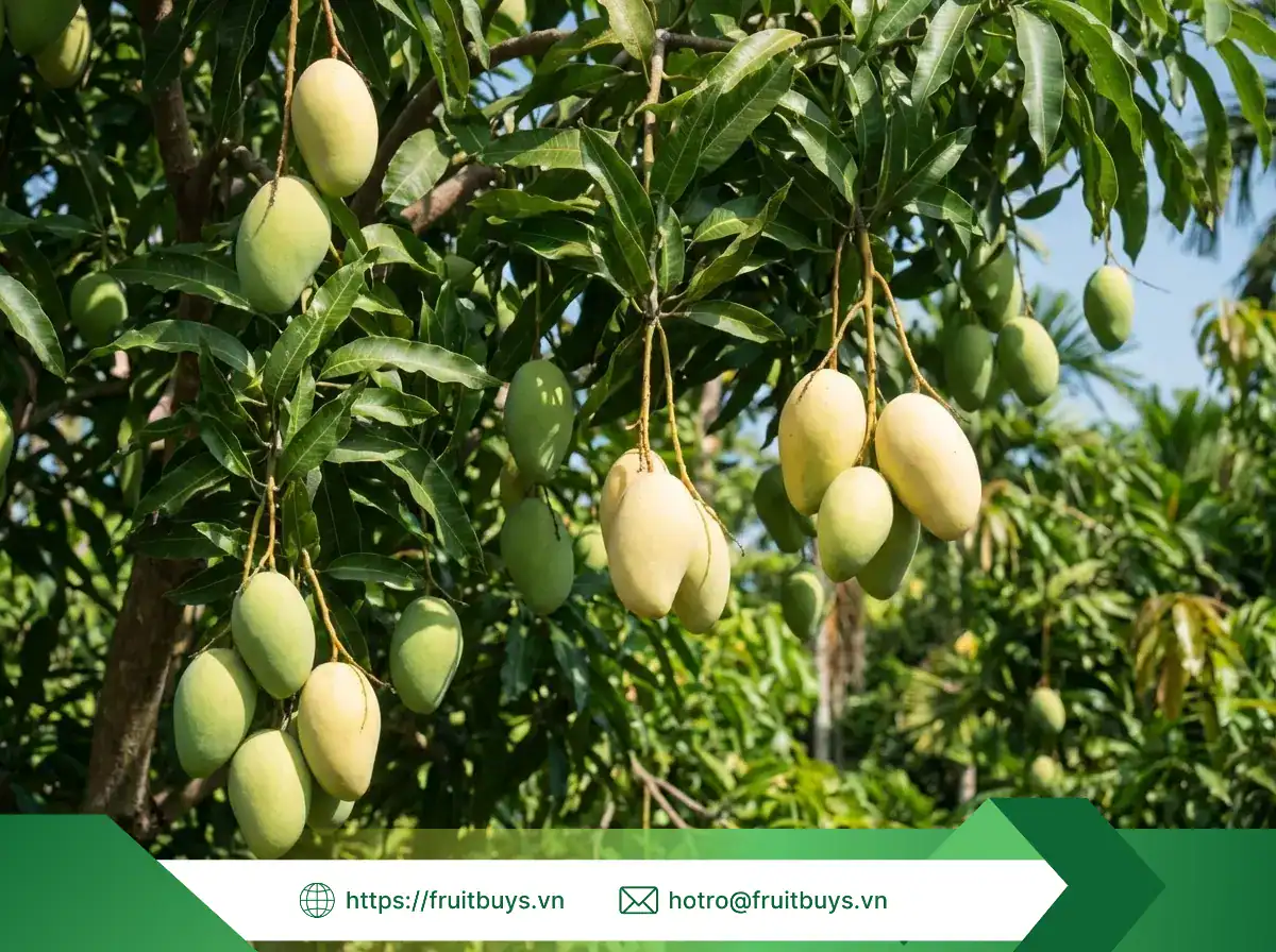 Xoài Sấy Thăng Hoa xoài sấy thăng hoa