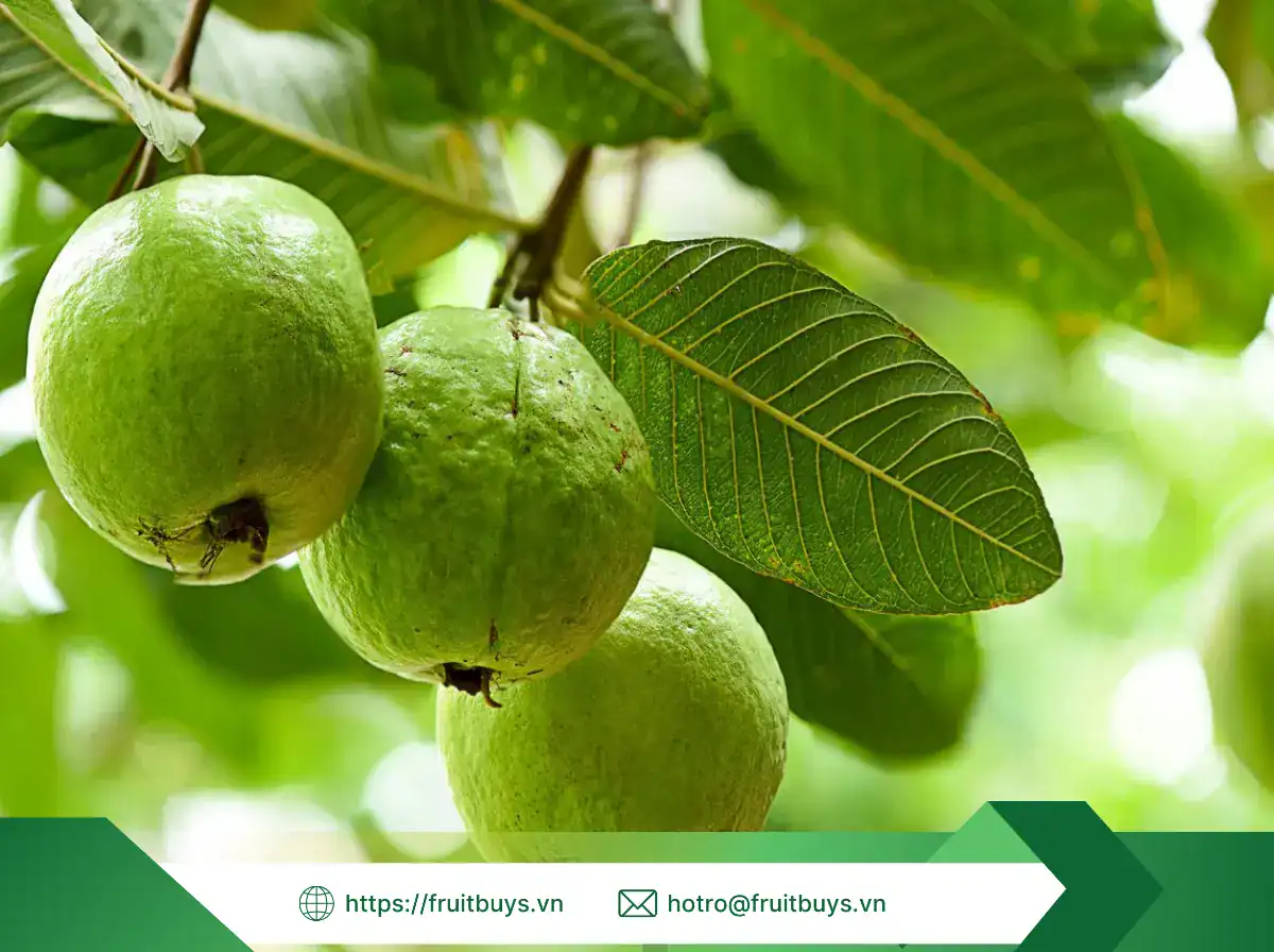 Bột Ổi Hồng Sấy Phun bột Ổi hồng sấy phun