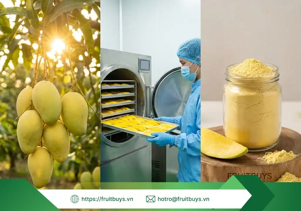 bột xoài sấy thăng hoa