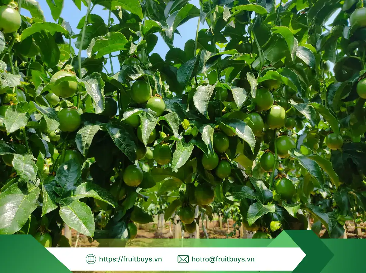 bột chanh dây sấy phun fruitbuys vietnam