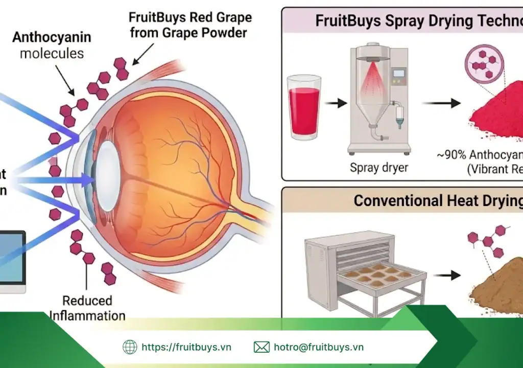 lợi Ích của bột nho Đỏ sấy phun 251230 (8) fruitbuys vietnam