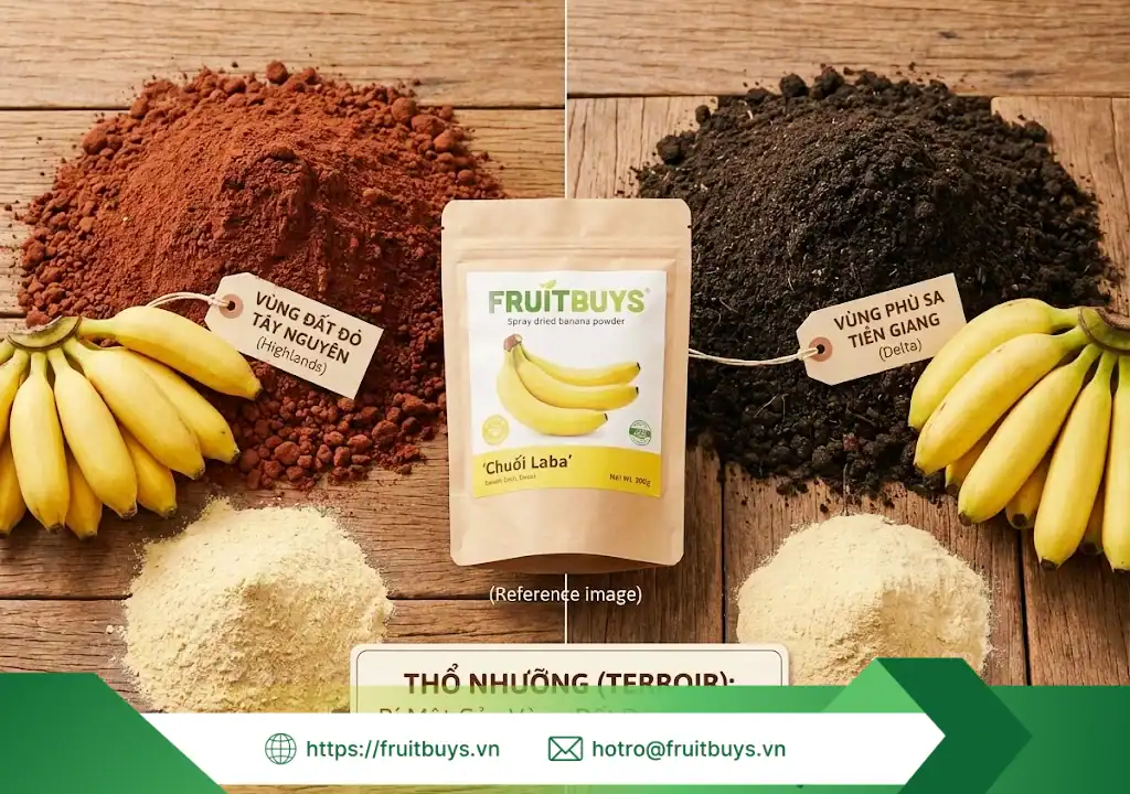 nguồn gốc bột chuối sấy phun 251230 (3) fruitbuys vietnam