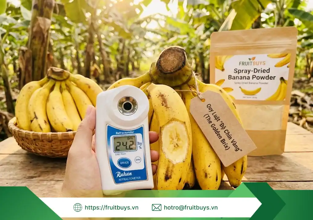 nguồn gốc bột chuối sấy phun 251230 (4) fruitbuys vietnam