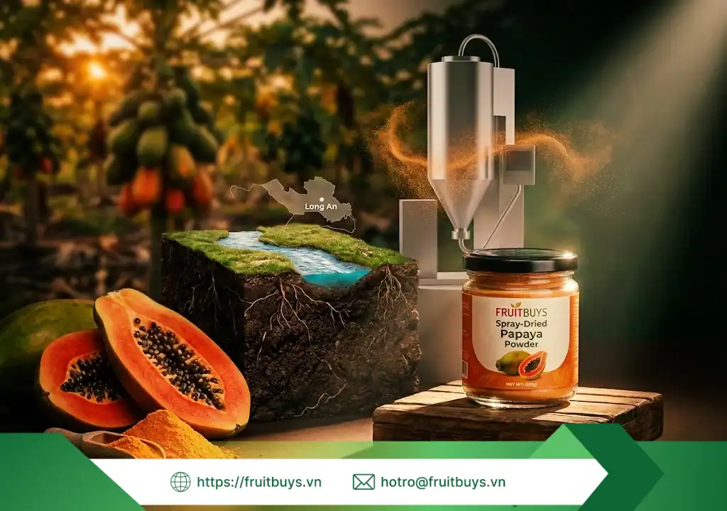 Hơn Cả Một Gói Bột Đu Đủ: Câu Chuyện Về Vùng Đất Phù Sa & Lòng Tự Tôn Nông Sản Việt nguồn gốc bột đu đủ sấy phun 251228 (2) fruitbuys vietnam