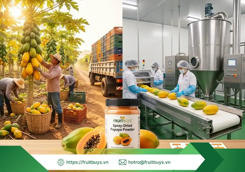 nguồn gốc bột đu đủ sấy phun 251228 (5) fruitbuys vietnam