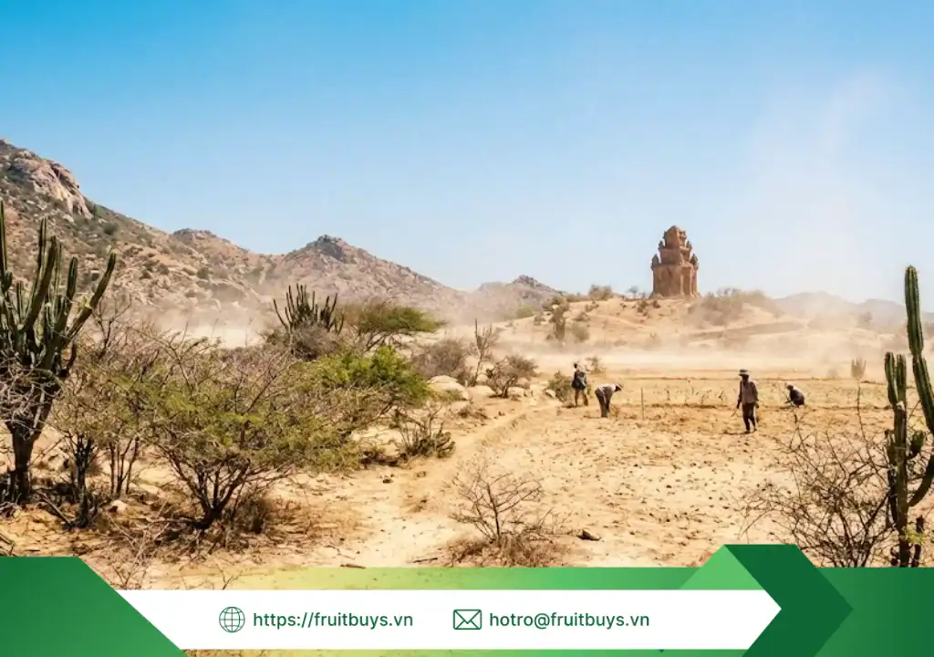 Bột Nho Đỏ FruitBuys: Vị Ngọt Của Nắng Gió, Màu Đỏ Của Đam Mê nguồn gốc bột nho đỏ 251230 (2) fruitbuys vietnam