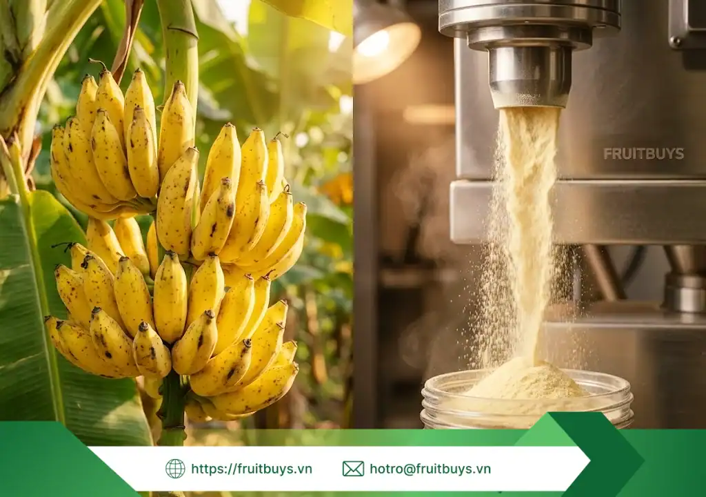 quy trình sản xuất bột chuối sấy phun 251230 (7) fruitbuys vietnam