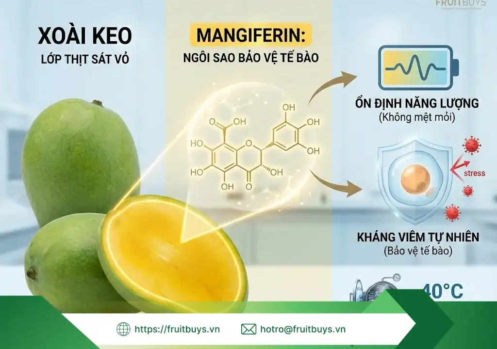 lợi ích bột xoài sấy thăng hoa 260115 (1) fruitbuys vietnam