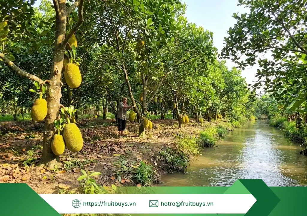 nguồn gốc bột mít sấy thăng hoa 260113 (1) fruitbuys vietnam