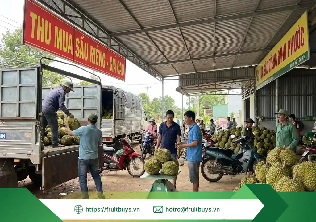 Nguồn Gốc Bột Sầu Riêng Sấy Thăng Hoa – Vị Ngọt Của Phù Sa & Hương Thơm Của Đất Đỏ nguồn gốc bột sầu riêng sấy thăng hoa 260111 (3) fruitbuys vietnam