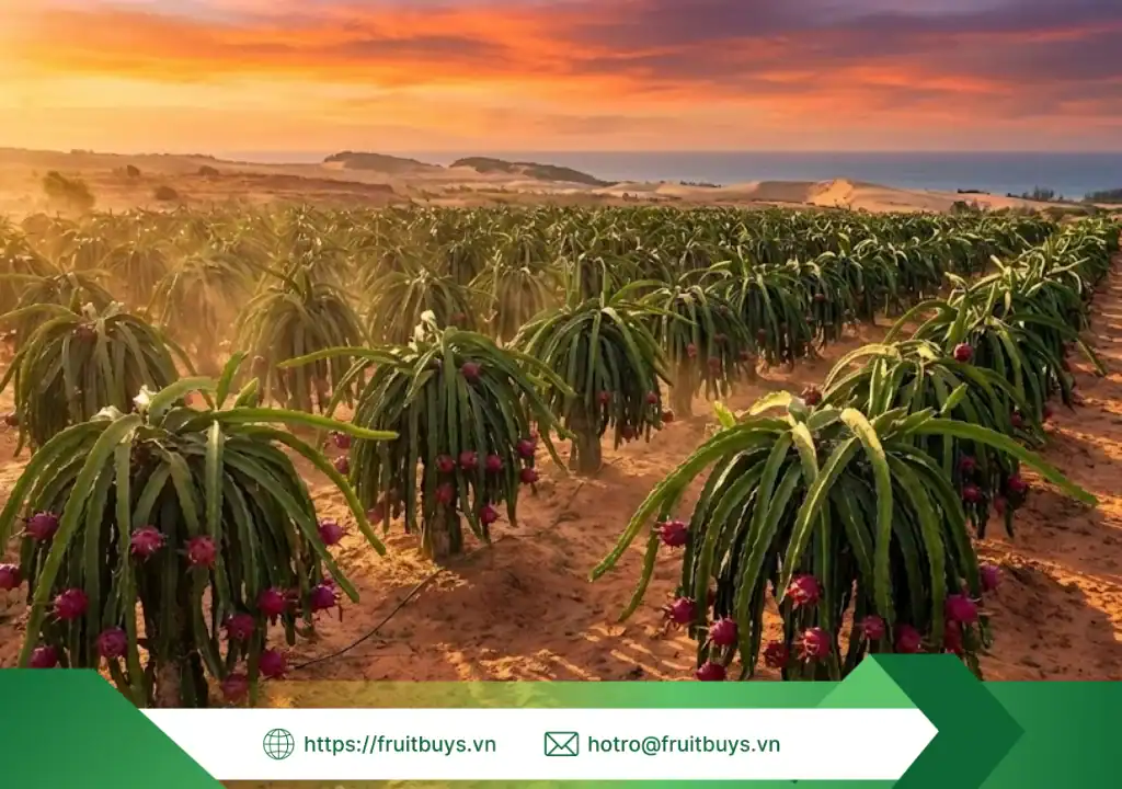 nguồn gốc bột thanh long sấy thăng hoa 260109 (2) fruitbuys vietnam