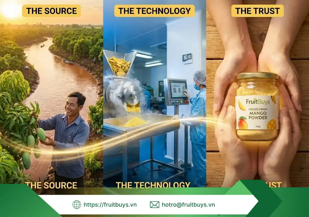 Truy Vết Nguồn Gốc Bột Xoài Sấy Thăng Hoa: Khi "Màu Vàng" Bắt Đầu Từ Đất Phù Sa nguồn gốc bột xoài sấy thăng hoa 260115 (5) fruitbuys vietnam