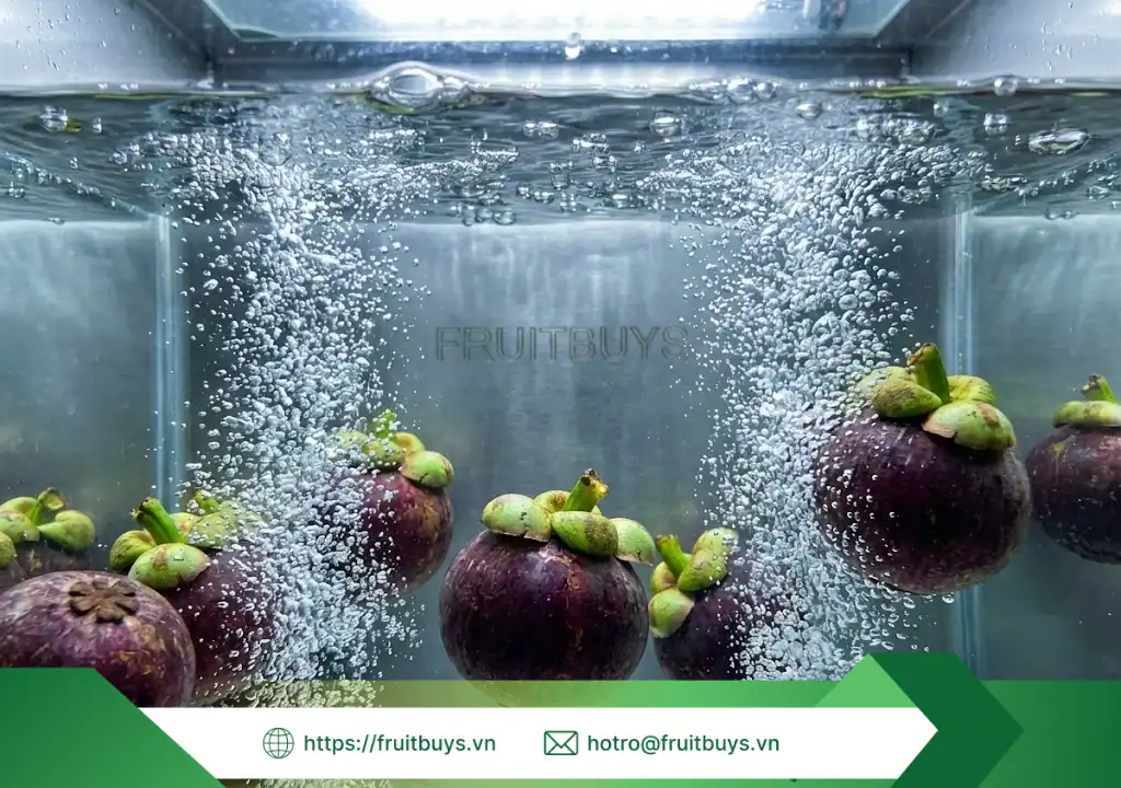 Quy Trình Sản Xuất Bột Măng Cụt Sấy Thăng Hoa – Hành Trình 48 Giờ Tạo Nên "Vàng Trắng" Lái Thiêu quy trình sản xuất bột măng cụt sấy thăng hoa 260107 (2) fruitbuys vietnam