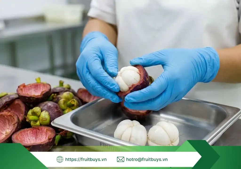 Quy Trình Sản Xuất Bột Măng Cụt Sấy Thăng Hoa – Hành Trình 48 Giờ Tạo Nên "Vàng Trắng" Lái Thiêu quy trình sản xuất bột măng cụt sấy thăng hoa 260107 (3) fruitbuys vietnam