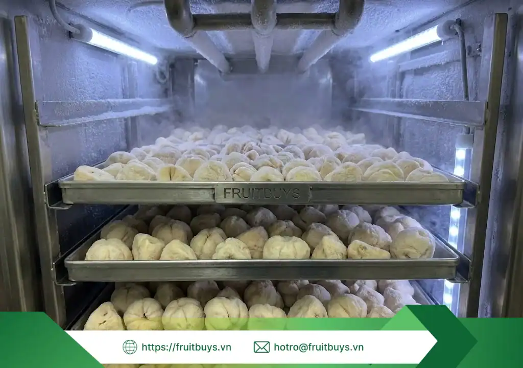 Quy Trình Sản Xuất Bột Măng Cụt Sấy Thăng Hoa – Hành Trình 48 Giờ Tạo Nên "Vàng Trắng" Lái Thiêu quy trình sản xuất bột măng cụt sấy thăng hoa 260107 fruitbuys vietnam