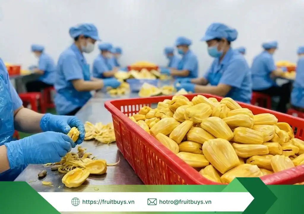 Quy Trình Sản Xuất Bột Mít Sấy Thăng Hoa – Hành Trình "Đóng Băng" Hương Vị Ở -40°C quy trình sản xuất bột mít sấy thăng hoa 260113 (1) fruitbuys vietnam