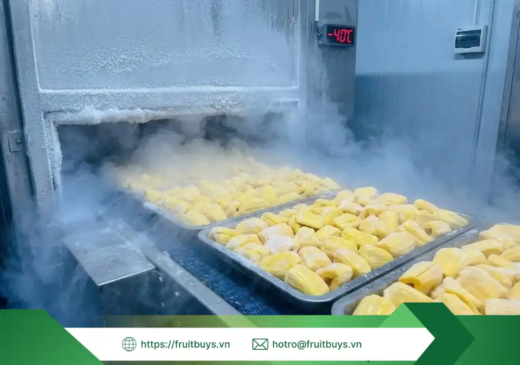 Quy Trình Sản Xuất Bột Mít Sấy Thăng Hoa – Hành Trình "Đóng Băng" Hương Vị Ở -40°C quy trình sản xuất bột mít sấy thăng hoa 260113 (2) fruitbuys vietnam