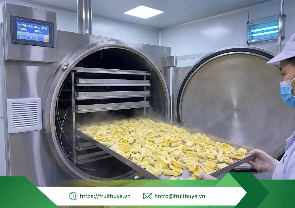 Quy Trình Sản Xuất Bột Mít Sấy Thăng Hoa – Hành Trình "Đóng Băng" Hương Vị Ở -40°C quy trình sản xuất bột mít sấy thăng hoa 260113 (3) fruitbuys vietnam