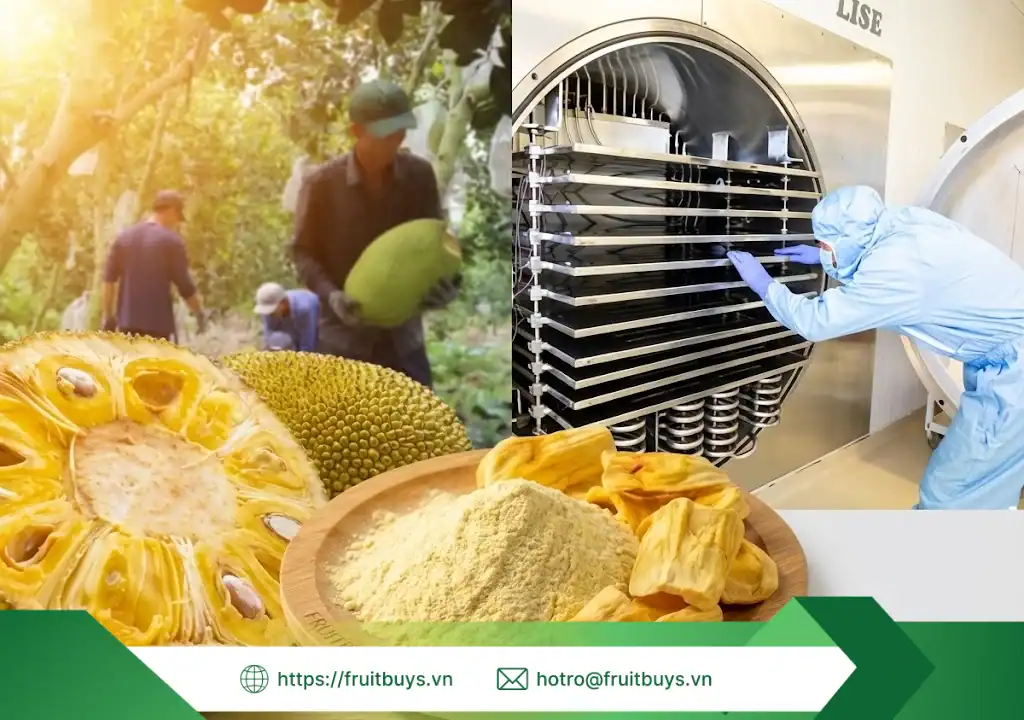 quy trình sản xuất bột mít sấy thăng hoa 260113 (6) fruitbuys vietnam