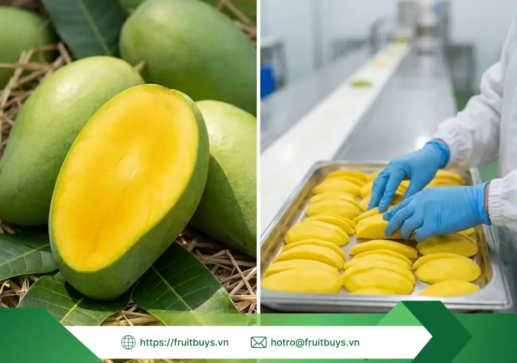 quy trình sản xuất bột xoài sấy thăng hoa 260115 (3) fruitbuys vietnam